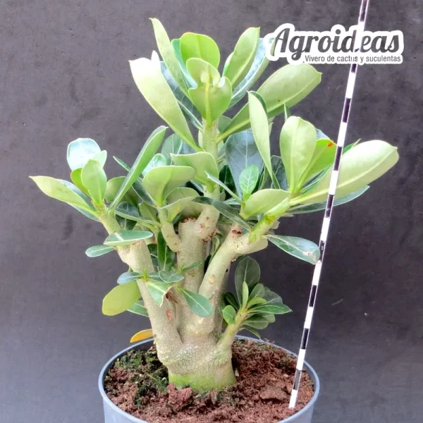Adenium obesum "Flor roja" - Imagen 2