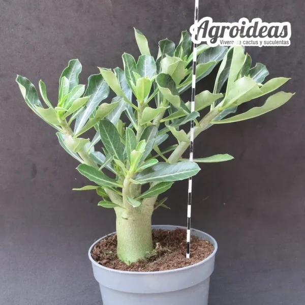 Adenium obesum "Flor bicolor" - Imagen 2