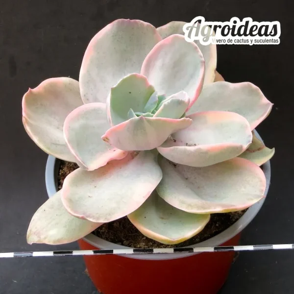 Echeveria Decora "Variegata" - Imagen 2