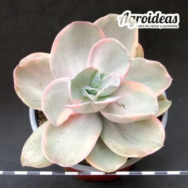 Echeveria Decora "Variegata"
