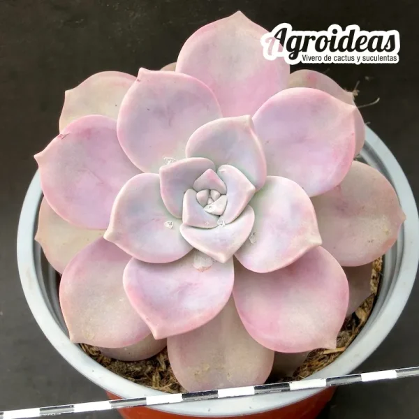 Graptopetalum "Purple delight"
