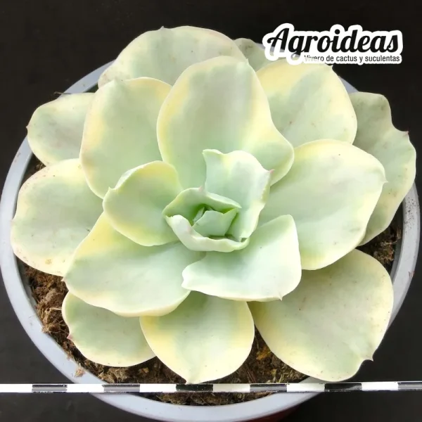 Echeveria "Moon river" variegata