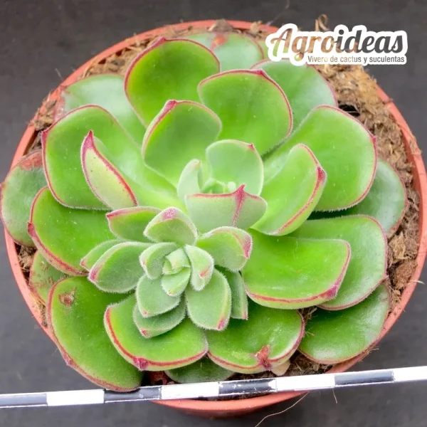 Echeveria "Exclava"