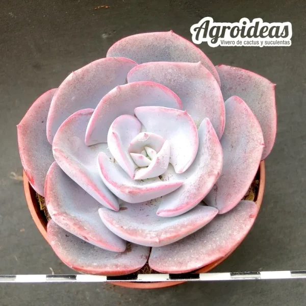 Echeveria "Dusty Rose"