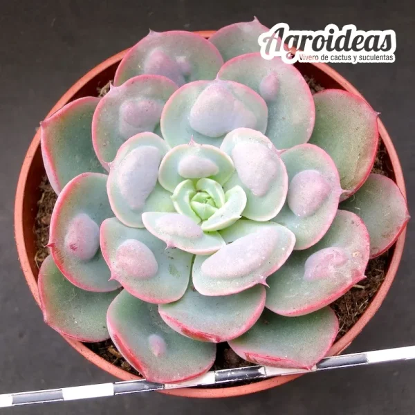Echeveria "Raindrops"