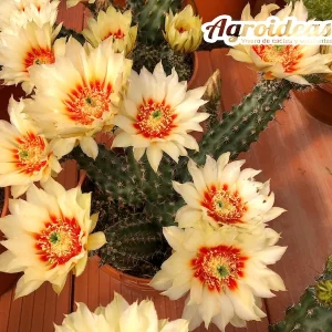 Echinocereus papillosus