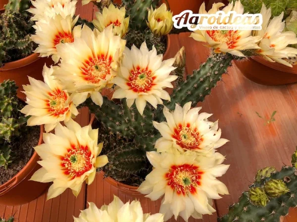 Echinocereus papillosus