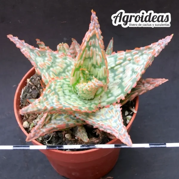 Aloe "Firecracker" Hybrid