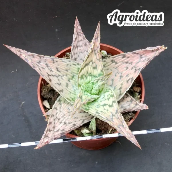 Aloe "Doran black"