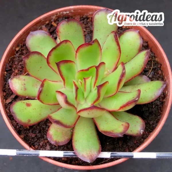 Echeveria "Magma pearl"