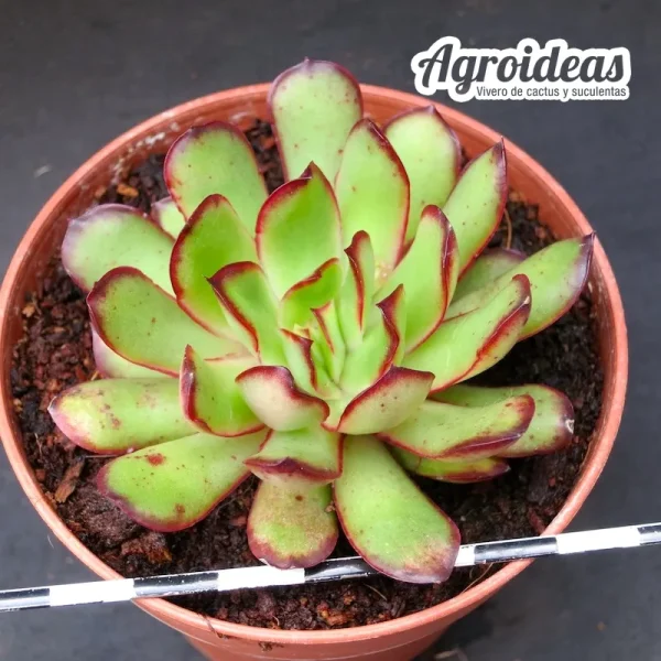 Echeveria "Magma pearl" - Imagen 2