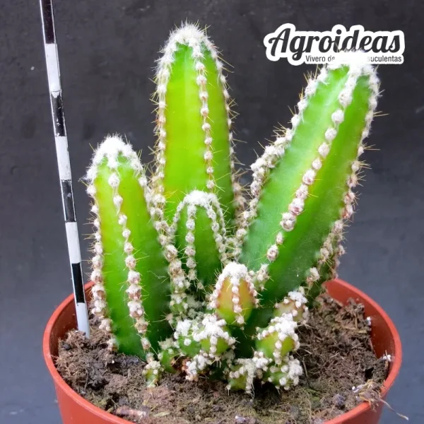 Cereus peruvianus