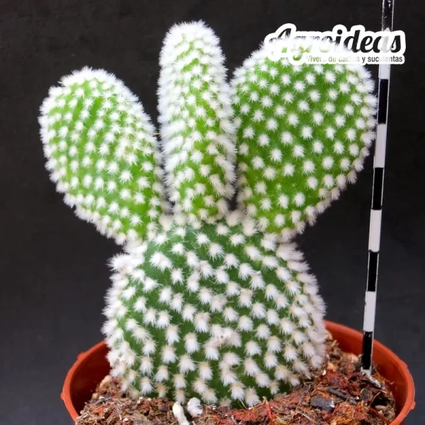 Opuntia microdasys albispina - Imagen 2
