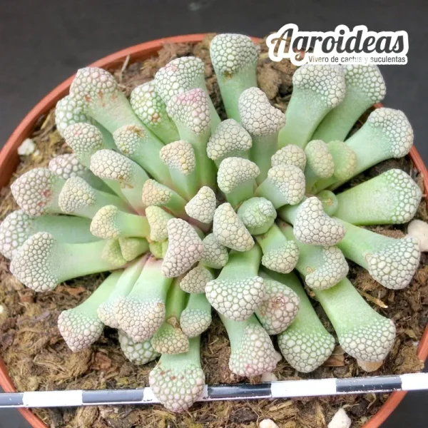 Titanopsis schwantesii