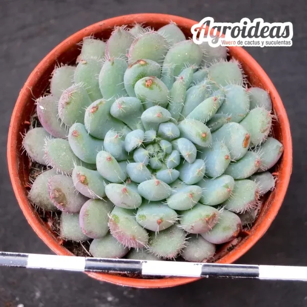 Echeveria "Setosa v. deminuta"