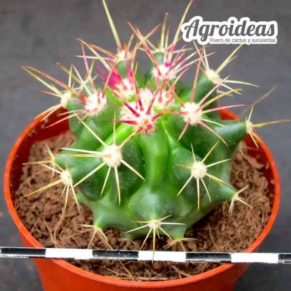 Ferocactus stainesii var. pilosus - Imagen 2