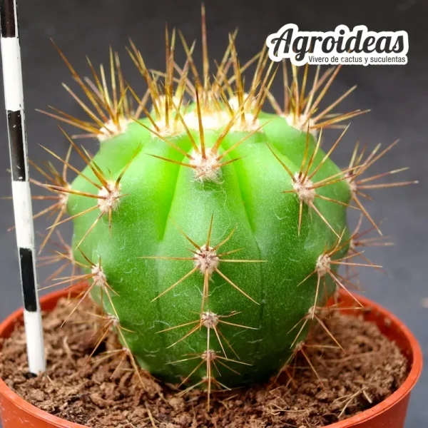 Trichocereus terscheckii - Imagen 2