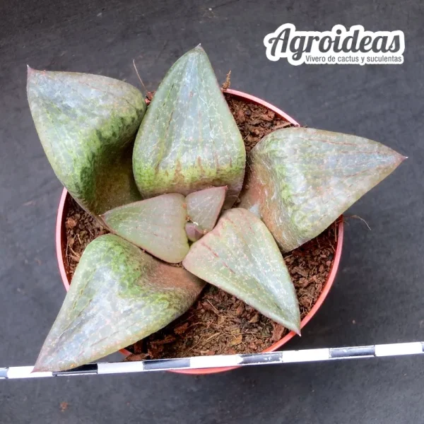 Haworthia emelyae var. comptoniana JDV998