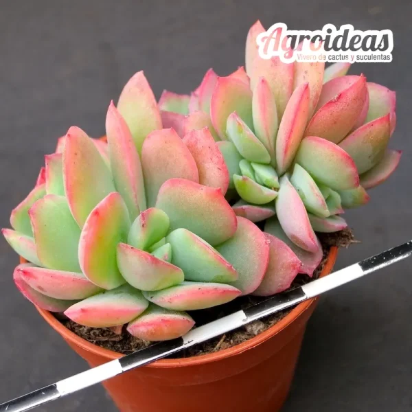 Graptopetalum mendozae x Echeveria lilacina
