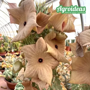 Hoodia macrantha
