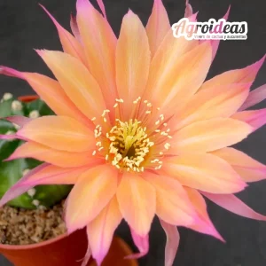 Lobivia "Karasu tangu"