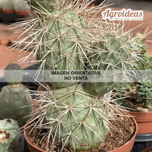 Tephrocactus alexanderi var. bruchii