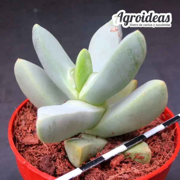Juttadinteria albata - Imagen 2