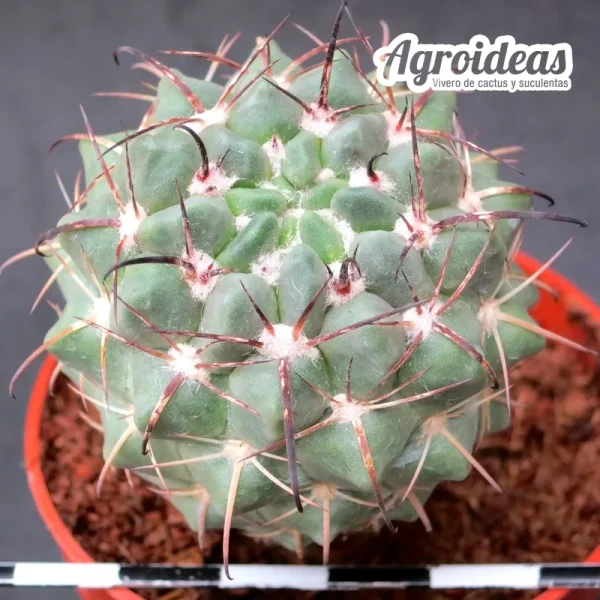Neowerdermannia vorwerkii