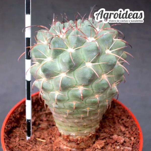 Neowerdermannia vorwerkii - Imagen 2