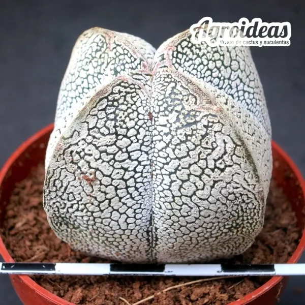 Astrophytum onzuka «Quadricostatum» - Imagen 2