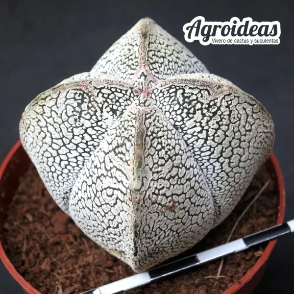 Astrophytum onzuka «Quadricostatum»