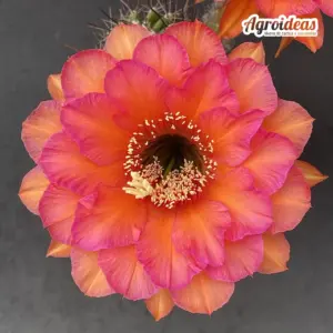 Trichocereus Madeira x samnensis X AG361