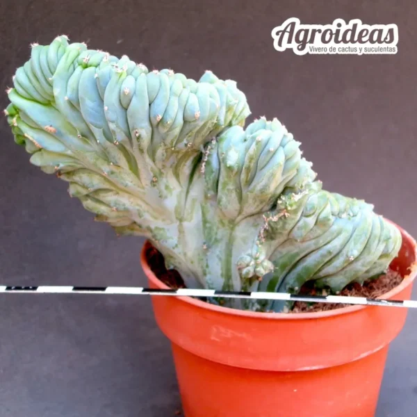 Myrtillocactus geometrizans crestado "slim shape" - Imagen 2