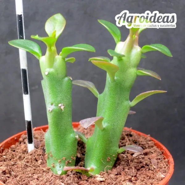Frerea indica - Imagen 2