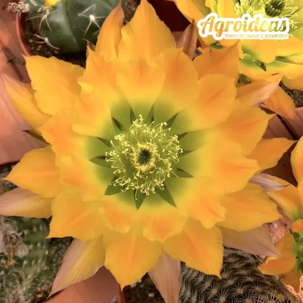 Echinocereus pectinatus