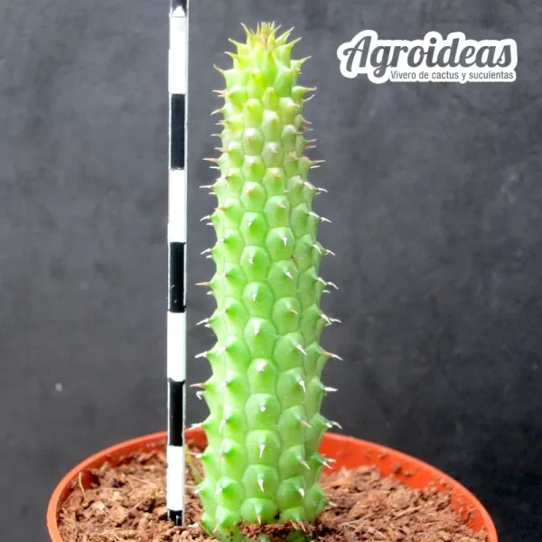 Huernia schneideriana - Imagen 2