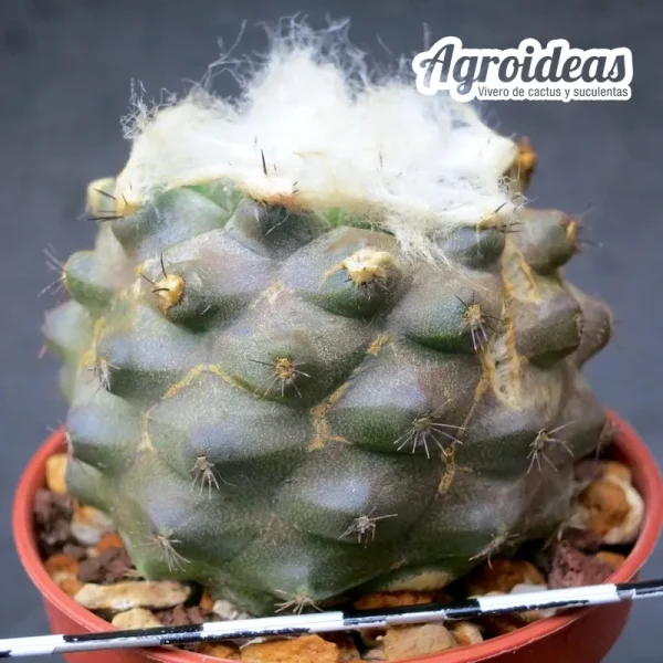 Copiapoa hypogea