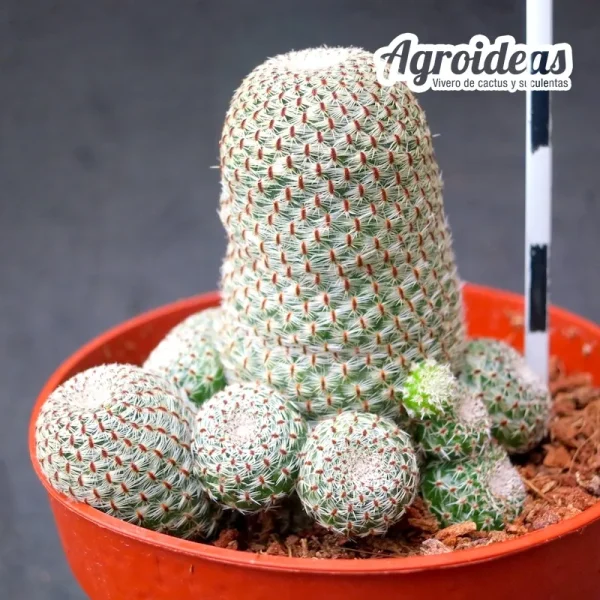 Rebutia heliosa - Imagen 2