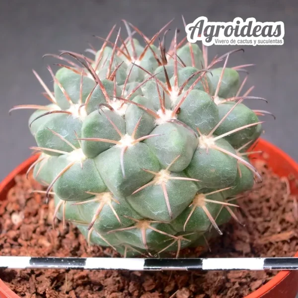 Neowerdermannia vorwerkii var. comanche