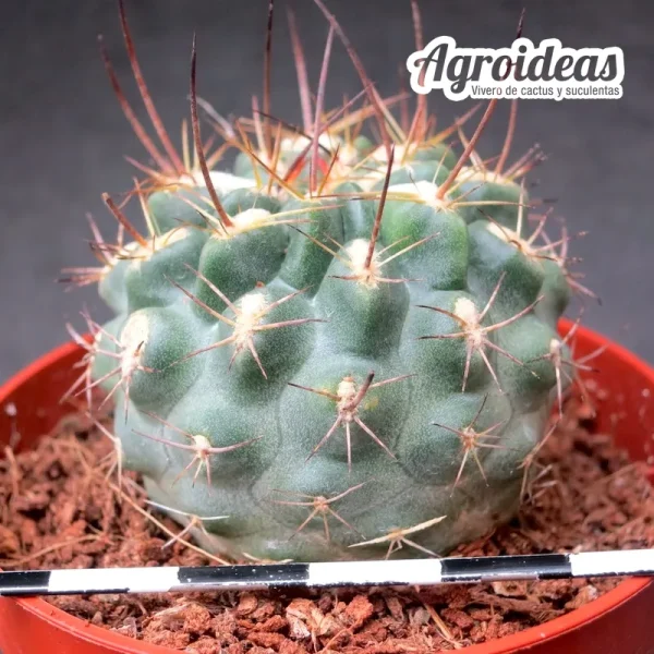 Neowerdermannia lychiana - Imagen 2
