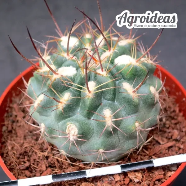 Neowerdermannia lychiana