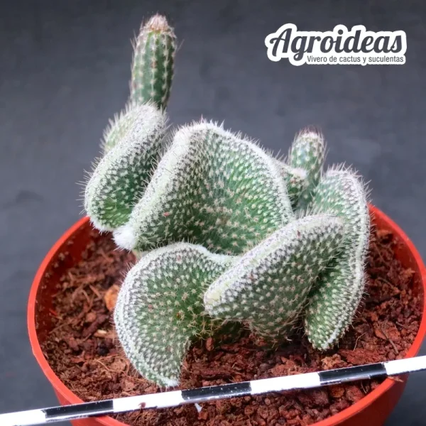 Wilcoxia poselgeri "cristata" - Imagen 2