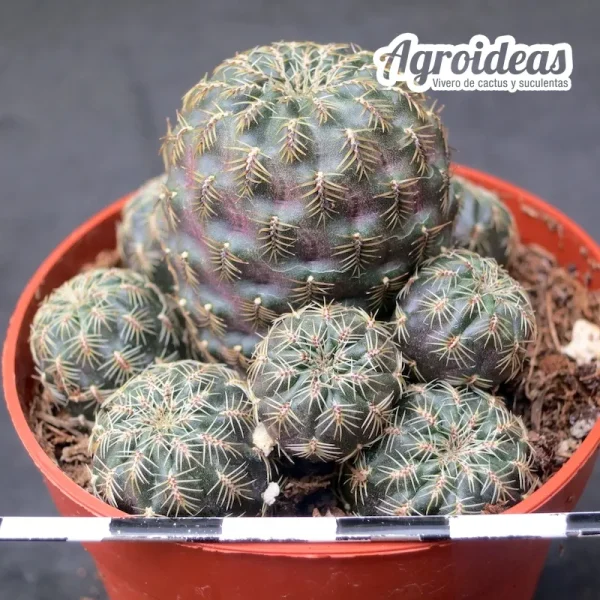Sulcorebutia pulchra subsp. lenkae - Imagen 2