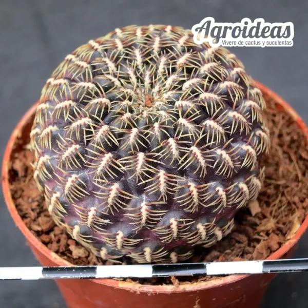 Sulcorebutia losenickyana var. brevispina - Imagen 2