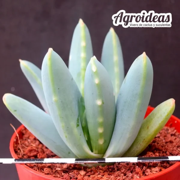 Aloe longistyla x humilis - Imagen 2