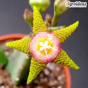 Stapelia flavopurpurea "flor amarilla"