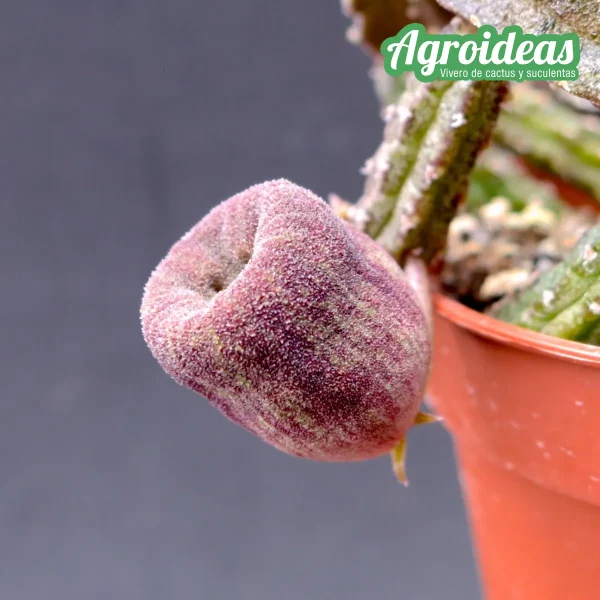 Echidnopsis malum