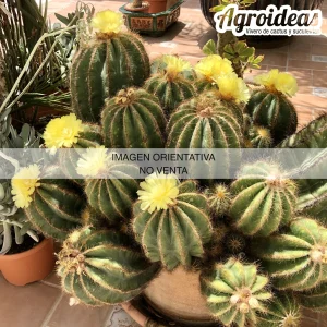 Parodia magnifica
