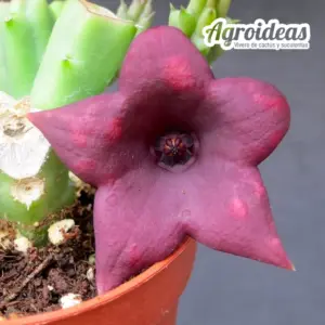 Huernia keniensis x stapelia nudiflora