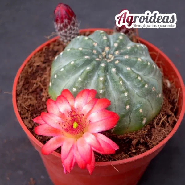 Echinocereus pulchellus cv. Ladybug "Ex. Agroideas" - Imagen 3